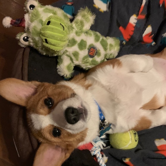 Meet your Posher, Brooke - Picture 4 of 4